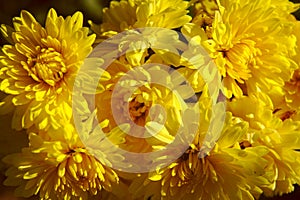 Gold flowers photo